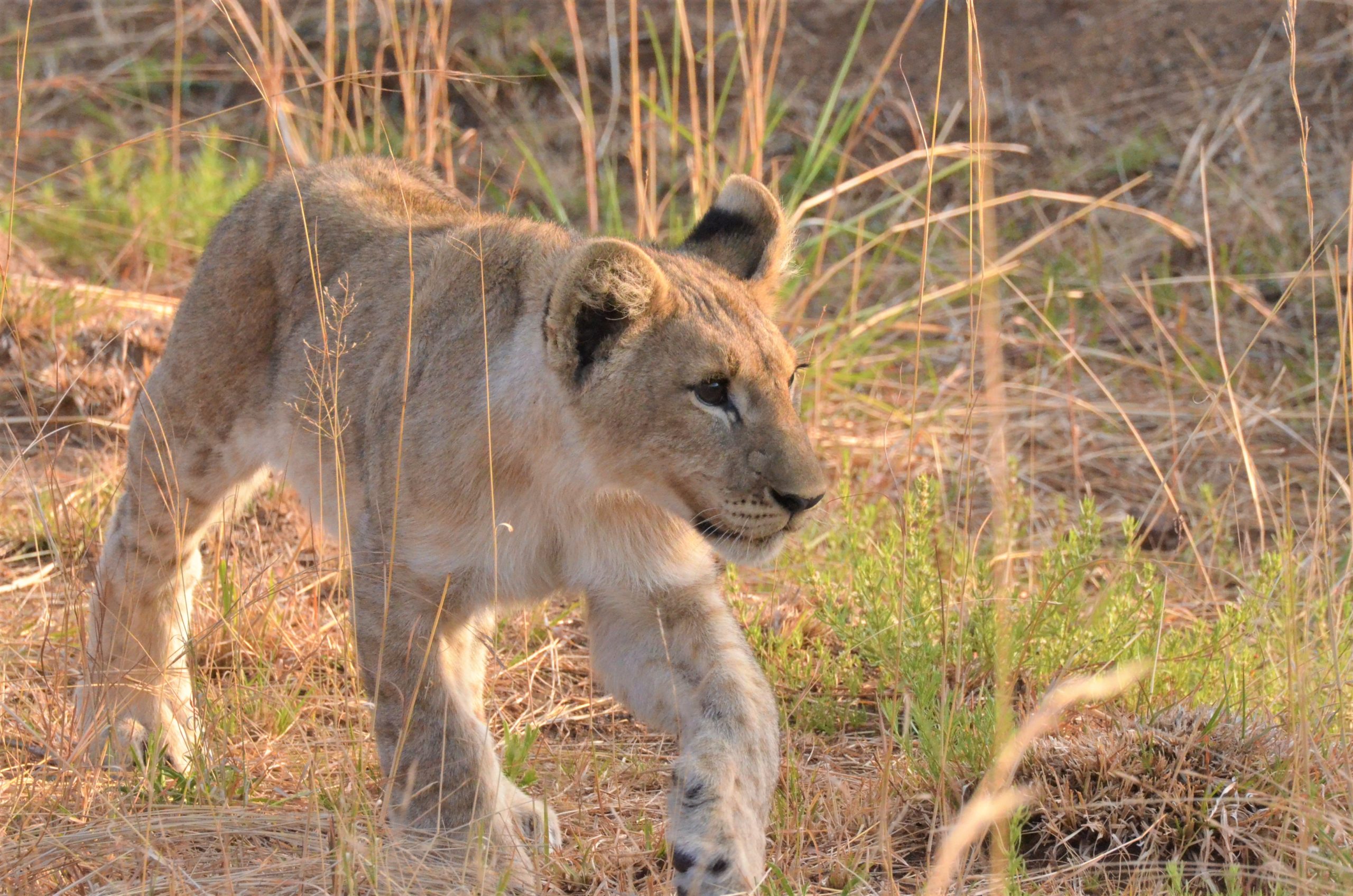 Lion cub Africa wildlife