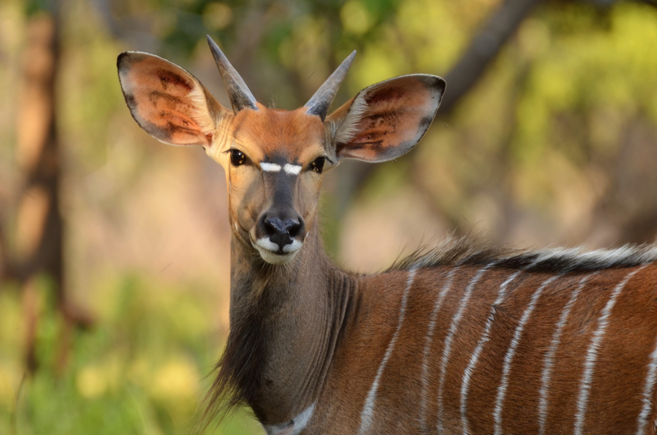 Nyala young bull